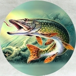 Hobby/ Povolanie